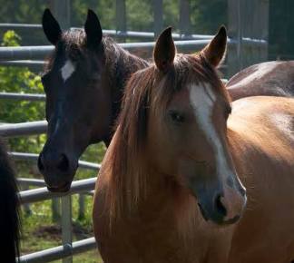 Shawnee & Beauty (mustang mare and paint mare)