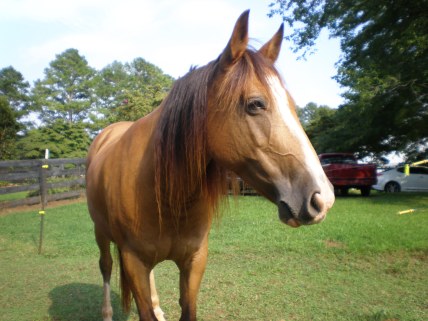 Shawnee (mustang mare)