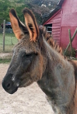 Fred (donkey)